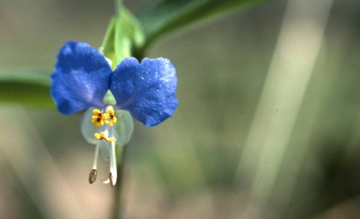 1976 - Dayflower  Commelina Communis  Calvert Clffs, MD 093