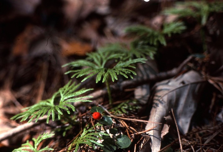 1976 Calvert Cliffs,MD Partridge Berry and Ground Cedar015