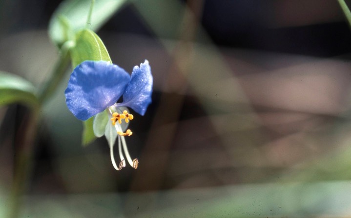 1976 Dayflower - Commelina communis, Calvert Cliffs, MD 056