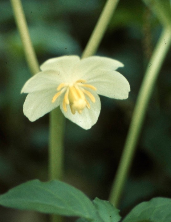 1976 Mayapple 357