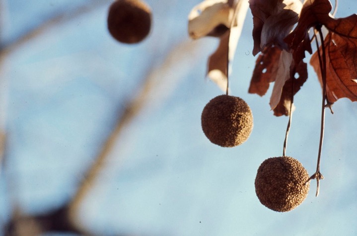 1977 - Sycamore  C&O Canal, MD 065