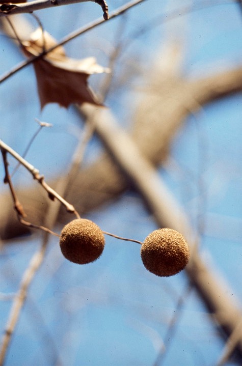 1977 - Sycamore C&O Canal, Md048