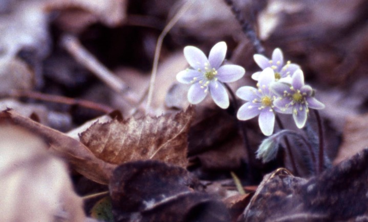 1977 Hepatica 549