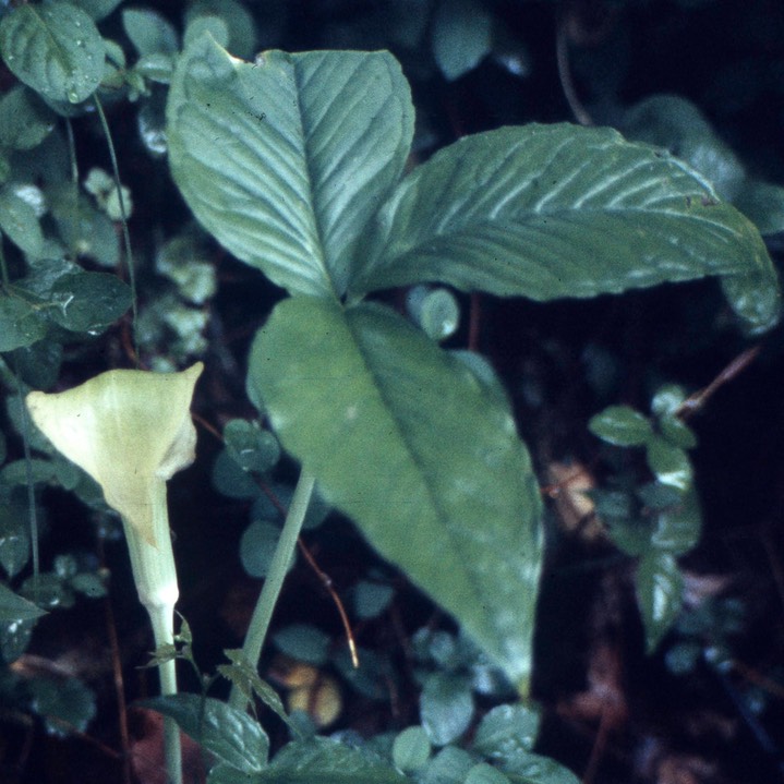 1977 Jack-in-the-Pulpit 569