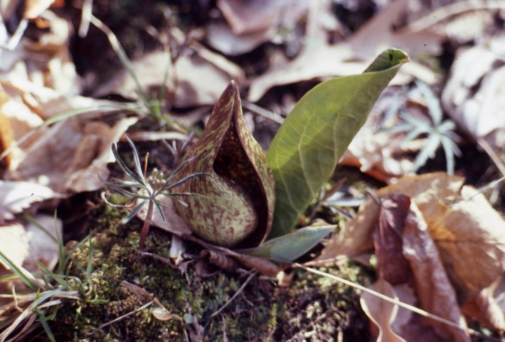 1977 Skunk Cabbage 341