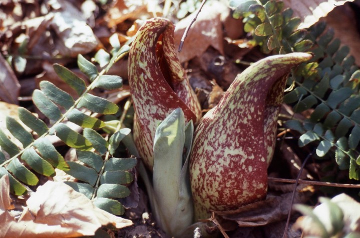 1977 Skunk Cabbage 504