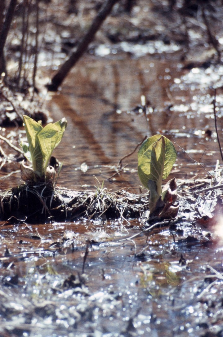 1977 Skunk Cabbage 548