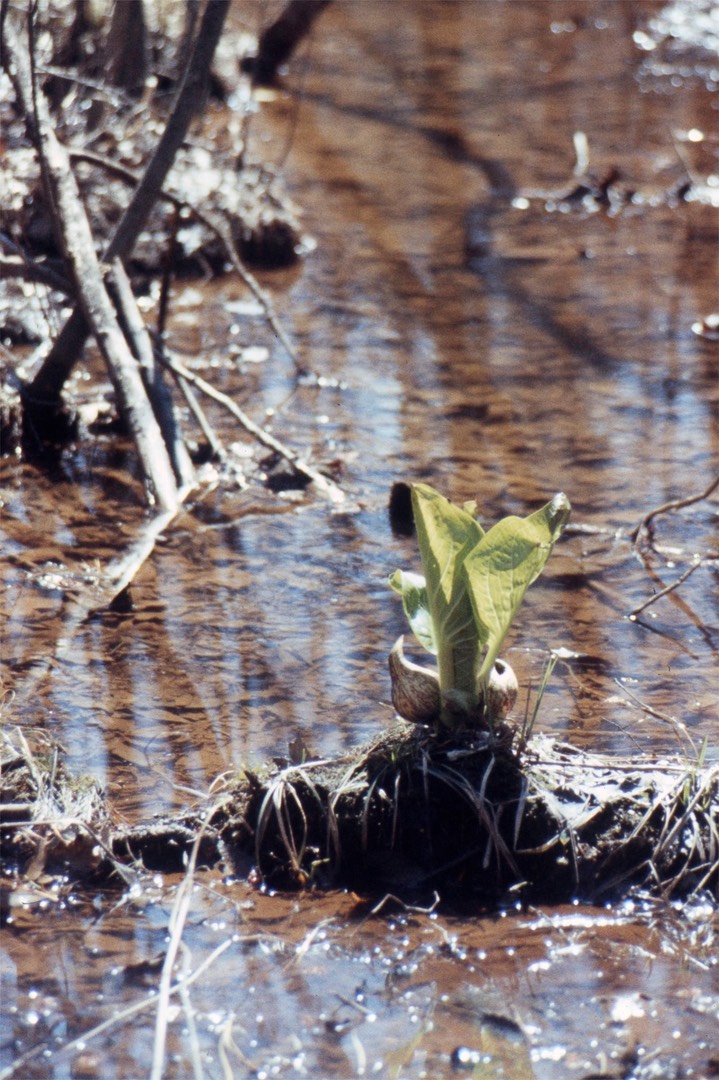 1977 Skunk Cabbage 605