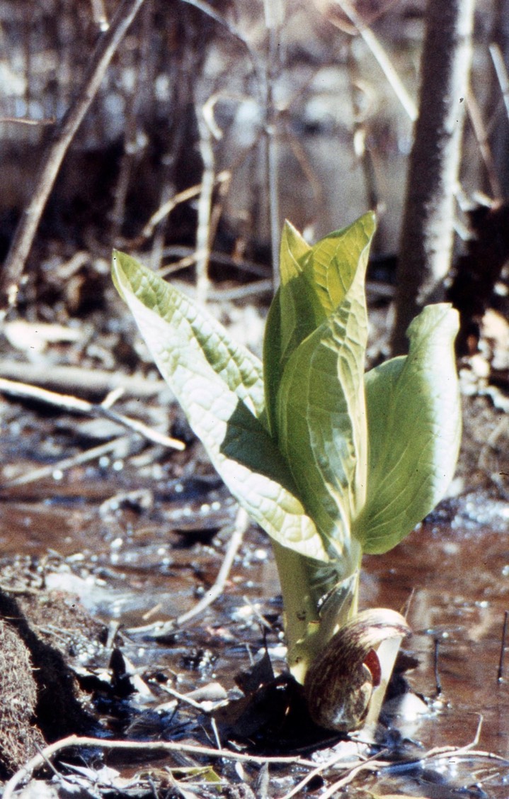 1977 Skunk Cabbage 617