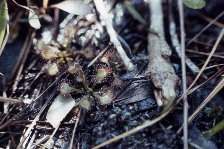 1977 Sundew 579