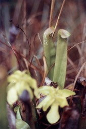 1977 Yellow Pitcher Plant 573