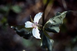 1978 - Painted Trillium 061