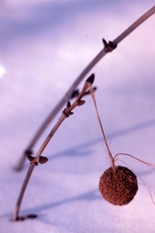 1978 - Sycamore - C&O Canal, MD092