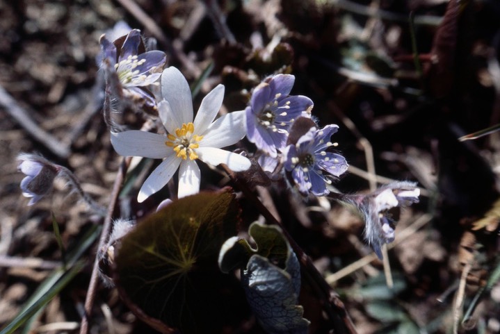 1978 Bloodroot and Hepatica 761