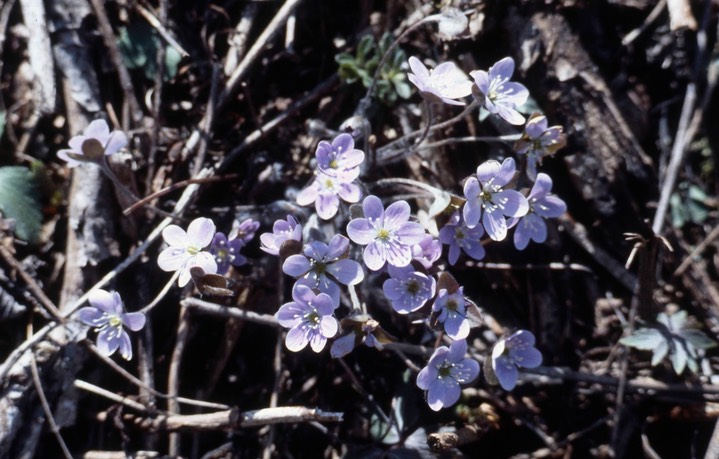 1978 Hepatica 765