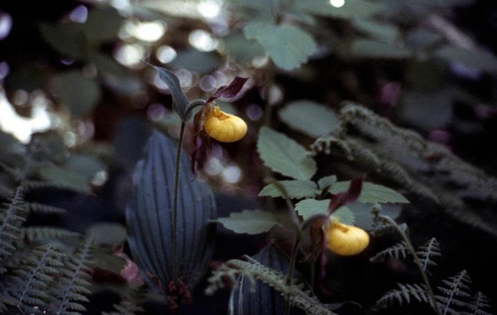 1978 Larger Yellow Lady Slipper 364