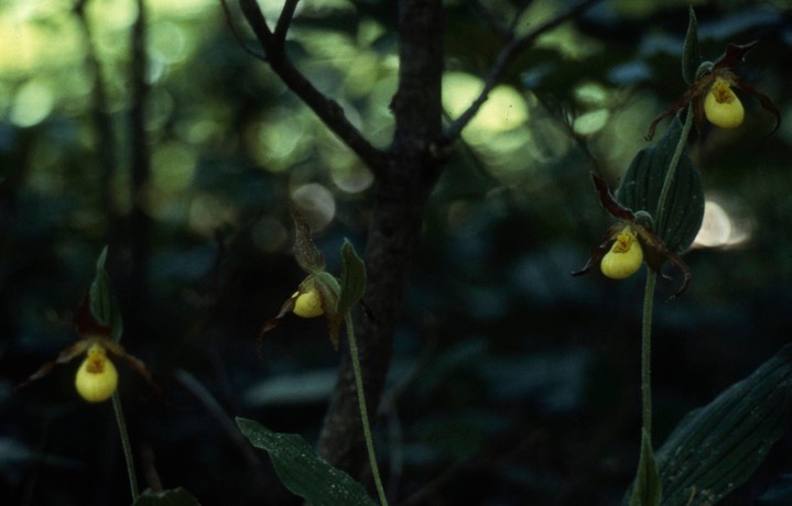 1978 Larger Yellow Lady's Slipper 553