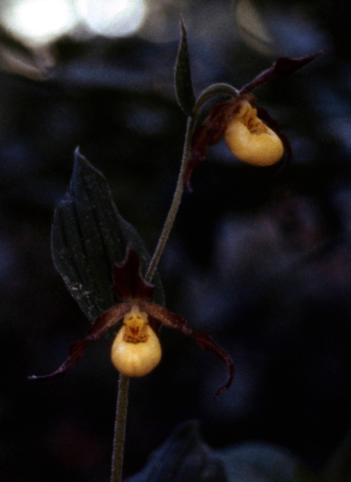 1978 Larger Yellow Lady's Slipper 544