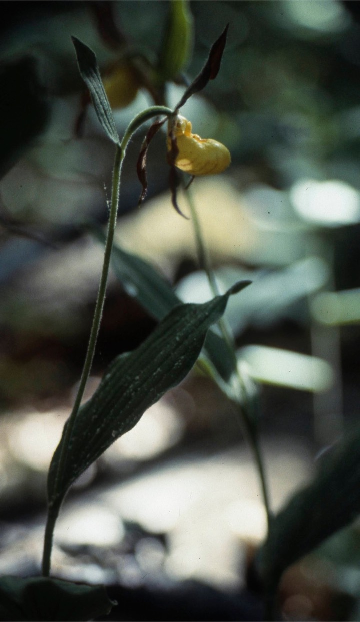 1978 Larger Yellow Lady's Slipper 541