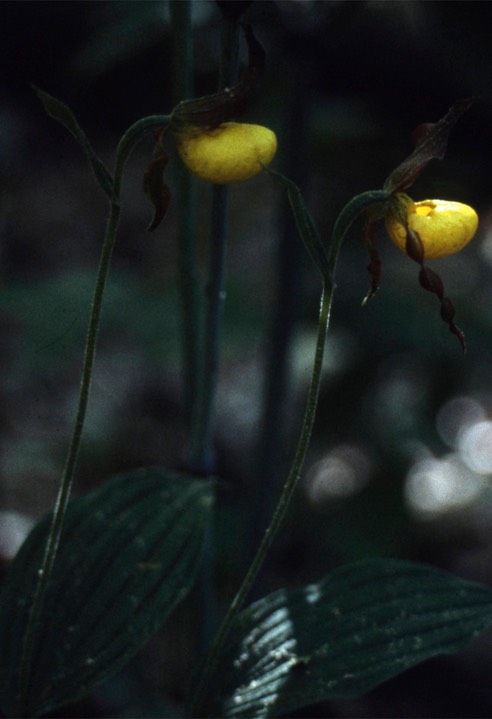 1978 Larger Yellow Lady's Slipper 535