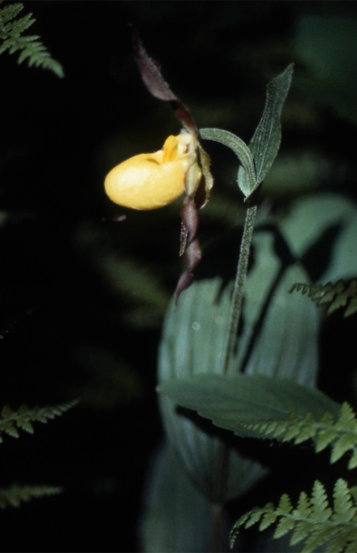 1978 Larger Yellow Ladyslipper 349