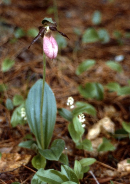 1978 Pink Lady's Slipper 542