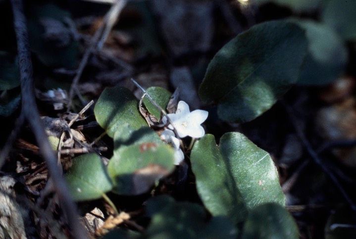 1978 Trailing Arbutus 754