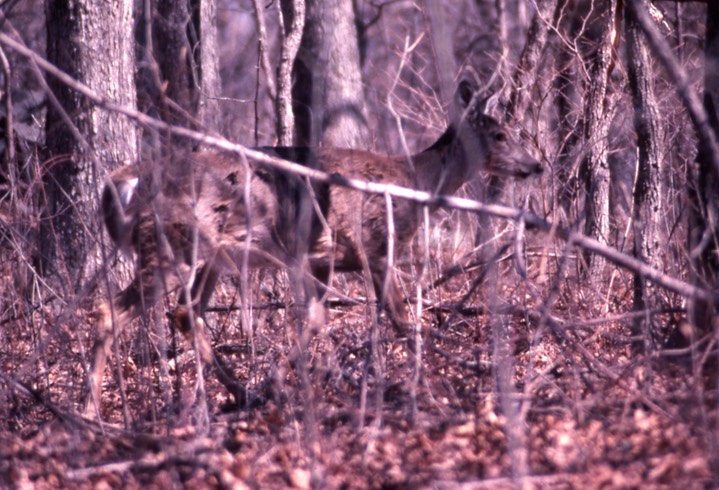 1978 Virginia White Tailed Deer - Virginia 272