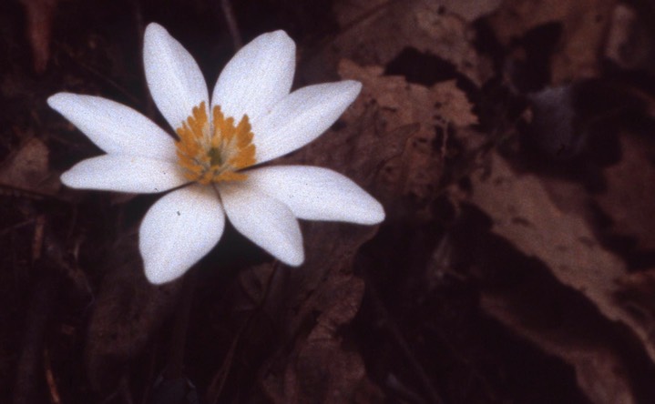 1979 - Bloodroot  C&O Canal MD 069