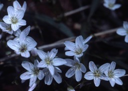 1979 - Spring Beauty,C&O Canal MD036