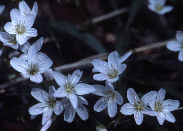 1979 - Spring Beauty,C&O Canal MD036