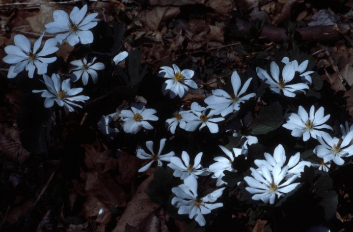 1979 Bloodroot 467