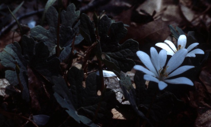 1979 Bloodroot 471