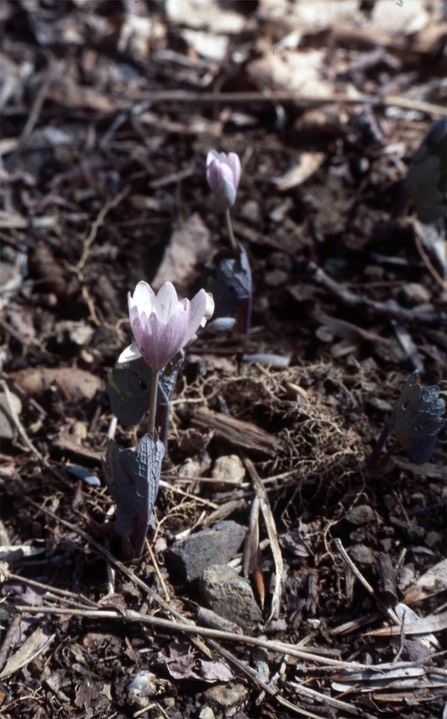 1979 Bloodroot C&O canal MD033