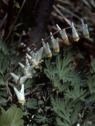 1979 Dutchman's Breeches 478