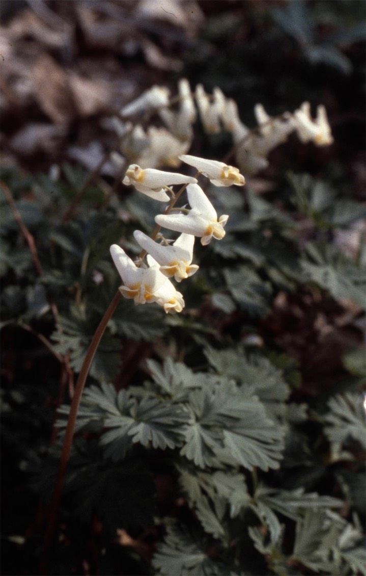 1979 Dutchman's Breechs C & O Canal Md 030_1