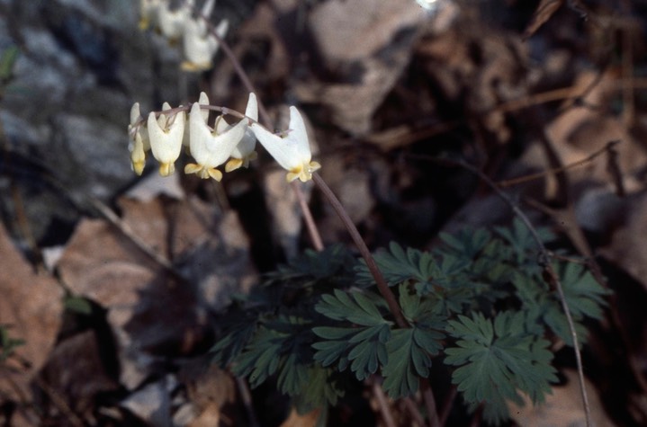 1979 Dutchman's Breechs C& O Canal MD026