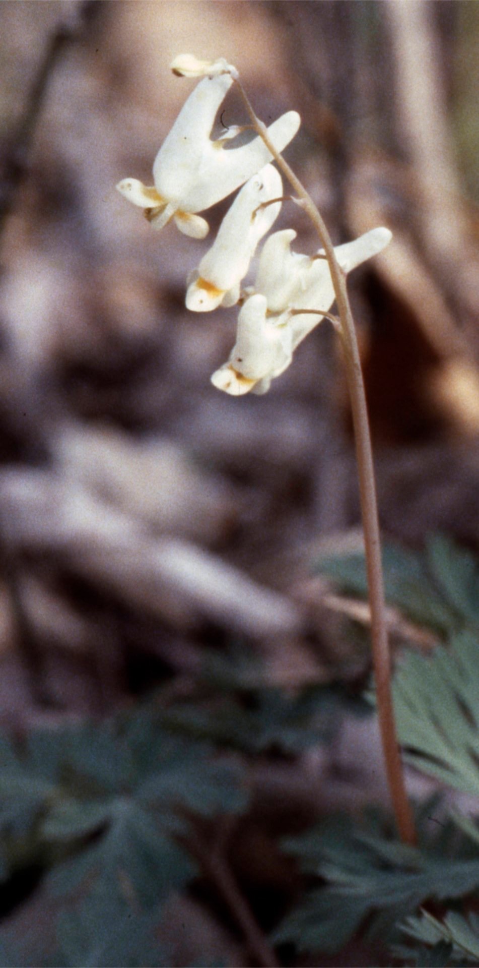 1979 Dutchman's Breechs C&O Canal, MD031