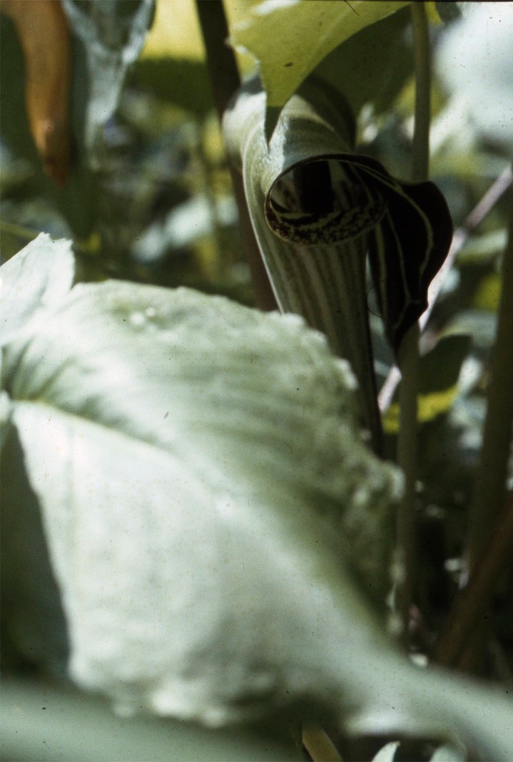 1979 Jack-in-the-Pulpet 639