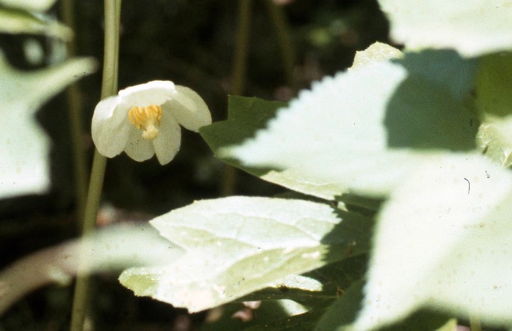 1979 Mayapple 674