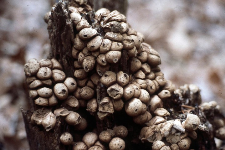 1979 Puffballs along the Appalacian Trail 420