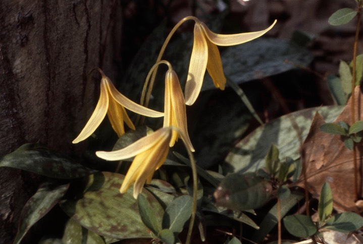 1979 Trout Lily C&O Canal, Md 023