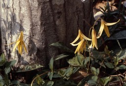 1979 Troutlily C&O Canal, MD 037