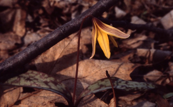 1979 Troutlily C&O Canal MD 042