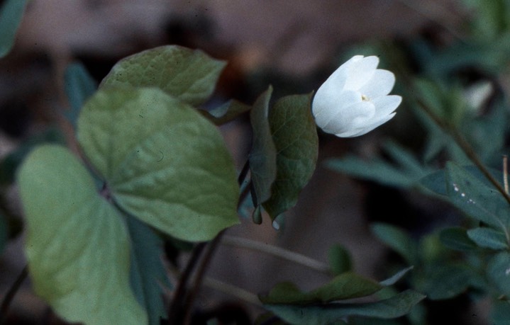 1979 Twinleaf C&O Canal, MD027