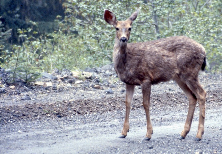 1989 Deer near Mt. Rainier 816