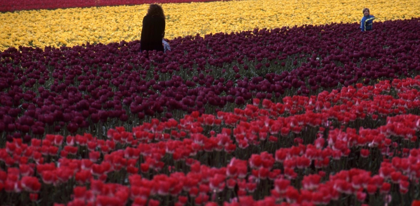 1990 Tulip Fields 20