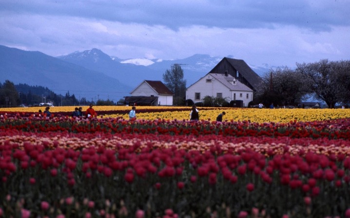 1990 Tulip Fields 788