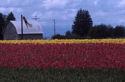 1990 Tulip Fields 792