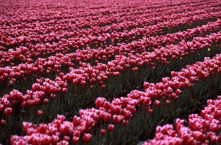 1990 Tulip Fields 793